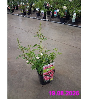 Rosa miniature 'Pink' C 1,4 L
